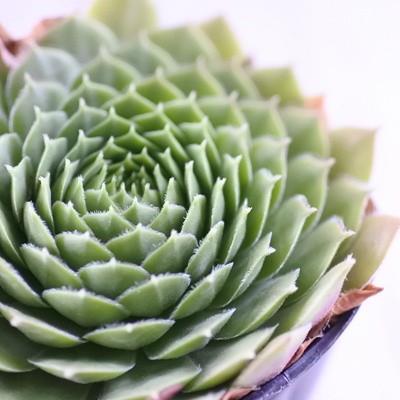 日本花キ流通 多肉植物 onセンペルビウム マリーンチェ 9cmポット