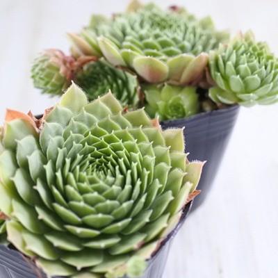 日本花キ流通 多肉植物 onセンペルビウム マリーンチェ 9cm 日本花キ流通 多肉植物 onセンペルビウム マリーンチェ 9cm