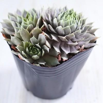 日本花キ流通 多肉植物 onセンペルビウム パシフィックラッシー 9cm