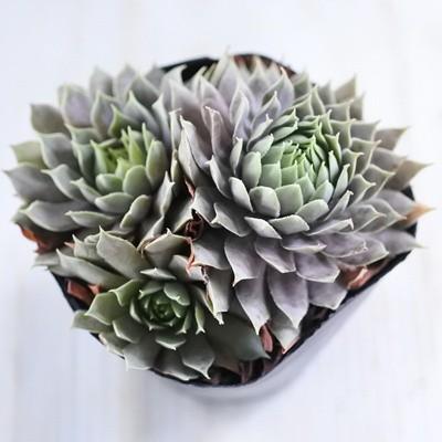 日本花キ流通 多肉植物 onセンペルビウム パシフィックラッシー 9cm