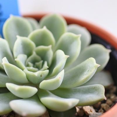 多肉植物 oriエケベリア ヒアリアナ×ラウ026 おらいさん苗