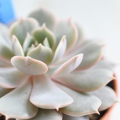 多肉植物 Oriエケベリア ローラ ピンウィール 多肉植物 おらいさん苗エケベリア 6cmポット Z Ori 001 022 フラワーネット日本花キ流通 通販 Yahoo ショッピング