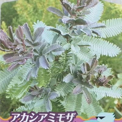 アカシアミモザ ダークアイ 9cmポット 観葉植物 Z 101 001 フラワーネット日本花キ流通 通販 Yahoo ショッピング