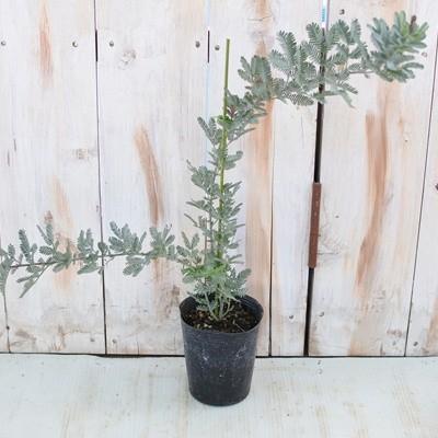 アカシアミモザ ダークアイ 9cmポット 観葉植物 Z 101 001 フラワーネット日本花キ流通 通販 Yahoo ショッピング