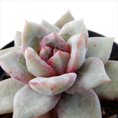 多肉植物 Swkエケベリア ドイツコーレスシャンペン 多肉植物 エケベリア 7 5cmポット Z Swk 001 007 フラワーネット日本花キ流通 通販 Yahoo ショッピング