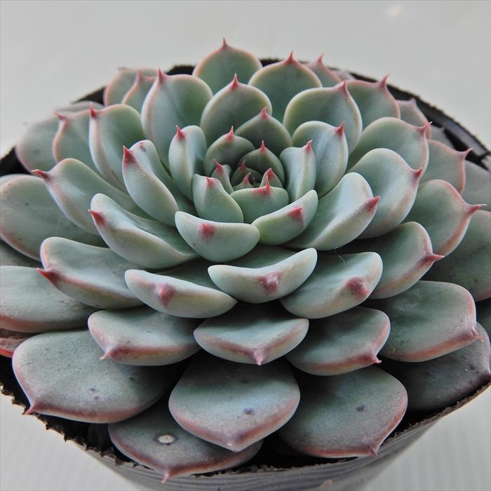 日本花キ流通 多肉植物 skエケベリア ホワイトミニマ 多肉植物