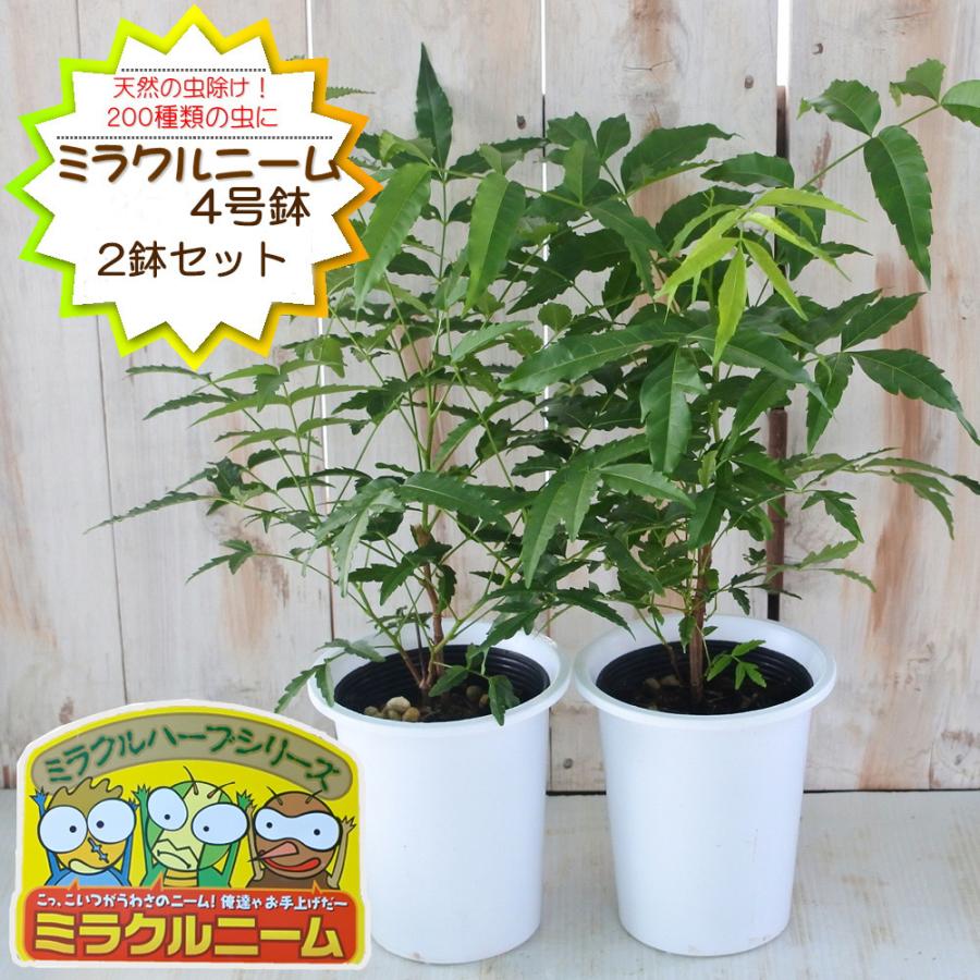 予約販売 ニーム ミラクルニーム 2鉢セット 4号鉢 夏の虫よけ対策 ハーブ 天然植物性農薬 Herb 5月中旬以降発送 Z 101 002 フラワーネット日本花キ流通 通販 Yahoo ショッピング