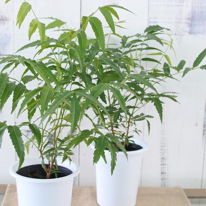 ニーム ミラクルニーム 2鉢セット 4号鉢 夏の虫よけ対策 ハーブ 天然植物性農薬 Herb Z 101 002 フラワーネット日本花キ流通 通販 Yahoo ショッピング