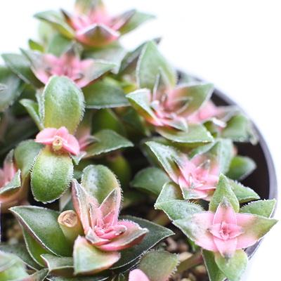 日本花キ流通 多肉植物 hmクラッスラ 茜の塔錦 6cmポット 多肉植物