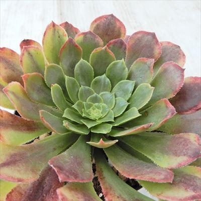 多肉植物 Swkアエオニウム フェスティバル 多肉植物 アエオニウム 7 5cmポット Z Swk 001 001 フラワーネット日本花キ流通 通販 Yahoo ショッピング