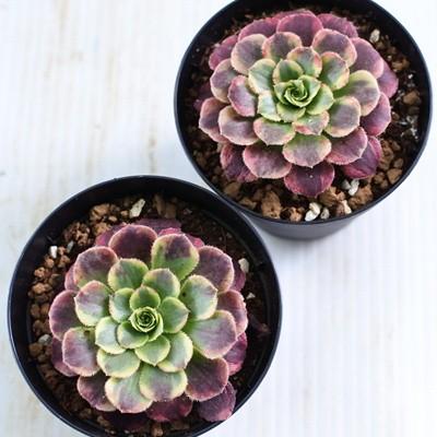 多肉植物 Swkアエオニウム フェスティバル 多肉植物 アエオニウム 7 5cmポット Z Swk 001 001 フラワーネット日本花キ流通 通販 Yahoo ショッピング