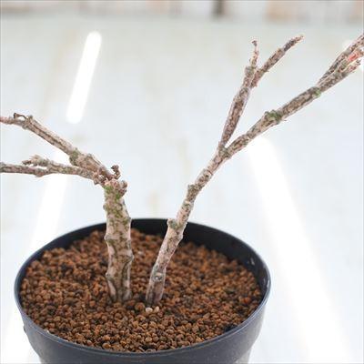 日本花キ流通 多肉植物 caユーフォルビア プラチクラダ 多肉植物 