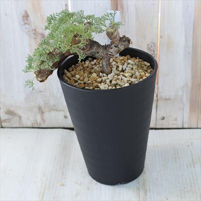 レア樹形！！サルコカウロン ムルチフィズム　鉢　qutoten 日本花キ流通 多肉植物 caサルコカウロン ムルチフィズム 1022-13 4号