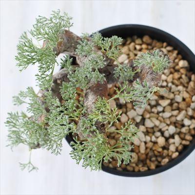 サルコカウロン　ムルチフィズム　No.001　鉢、送料込　メルカリ便 セール】サルコカウロン ムルチフィズム No.001 鉢、送料込 メルカリ便