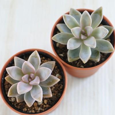 多肉植物 Hmグラプトベリア 桜牡丹 ゴースティン 多肉植物 グラプトベリア 6cmポット Z Hm 001 002 フラワーネット日本花キ流通 通販 Yahoo ショッピング
