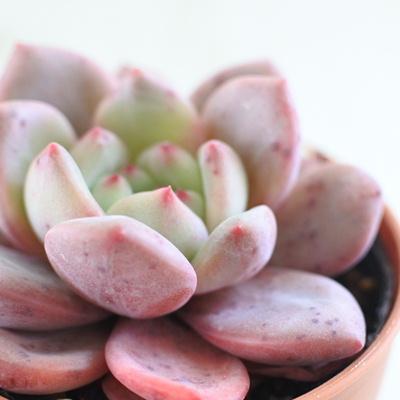 多肉植物 Hmエケベリア アリエル 多肉植物 エケベリア 6cmポット Z Hm 001 005 フラワーネット日本花キ流通 通販 Yahoo ショッピング