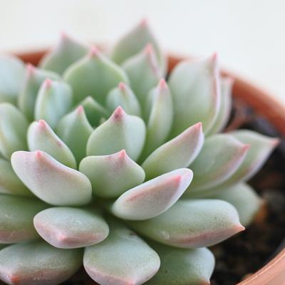 日本花キ流通 多肉植物 hmエケベリア 沙羅姫蓮華 （ラウ065×黒爪