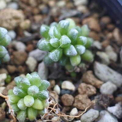 【お問合せ・確認用】植物全般（多肉、球根、水草、熱帯植物等） 日本花キ流通 多肉植物 hmアナカンプセロス フィラメントーサ