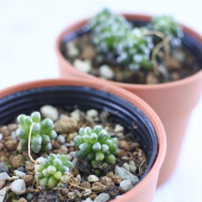 多肉植物 セット販売日、決めました | コキリノSucculents Life