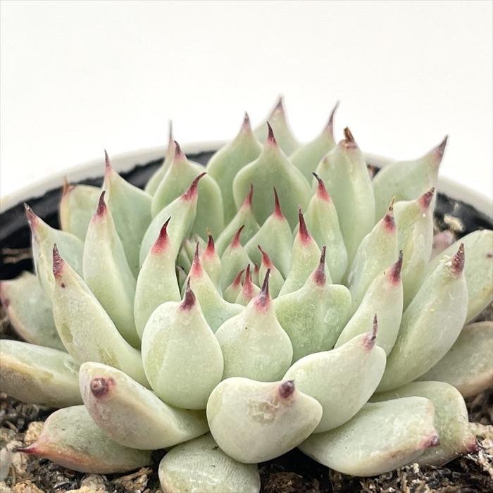 多肉植物　エケベリア　赤爪ザラゴーサ錦　モンスト斑入り 多肉図鑑】赤爪ザラゴーサ（エケベリア属）