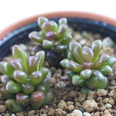 アナカンプセロス属　ルベルシー　抜き苗 日本花キ流通 多肉植物 hmアナカンプセロス ルベルシー アナ