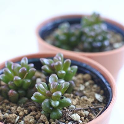 日本花キ流通 多肉植物 hmアナカンプセロス ルベルシー アナカンプ