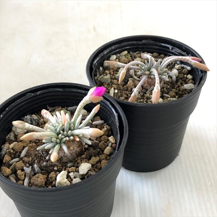 日本花キ流通 多肉植物 hmアボニア クイナリア (赤花アルス 日本花キ流通 多肉植物 hmアボニア クイナリア (赤花アルス
