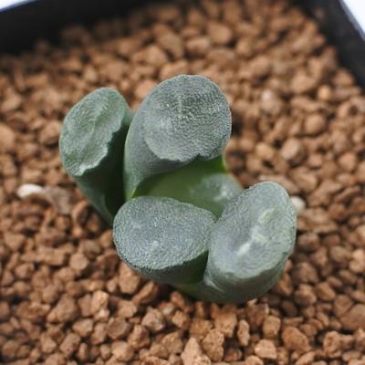 多肉植物 Niハオルチア 万象 丸窓美白模様 天空の幻 多肉植物 ハオルチア 7 5cmポット Z Ni1 001 054 フラワーネット日本花キ流通 通販 Yahoo ショッピング