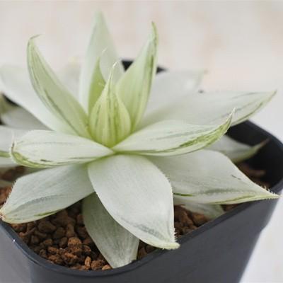 ハオルチア⭐️ 月の恋人⭐️ 斑入り 美苗　美品　発根済み。 多肉植物 ni1ハオルチア セツリフェラ白琥珀斑 仙女冠