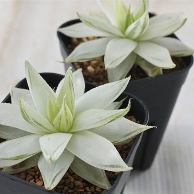 多肉植物 ni1ハオルチア セツリフェラ白琥珀斑 仙女冠 多肉植物 ni1ハオルチア セツリフェラ白琥珀斑 仙女冠