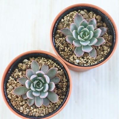 多肉植物 yukエケベリア Real de Catorce レアルデカトルセ 実生 優木 