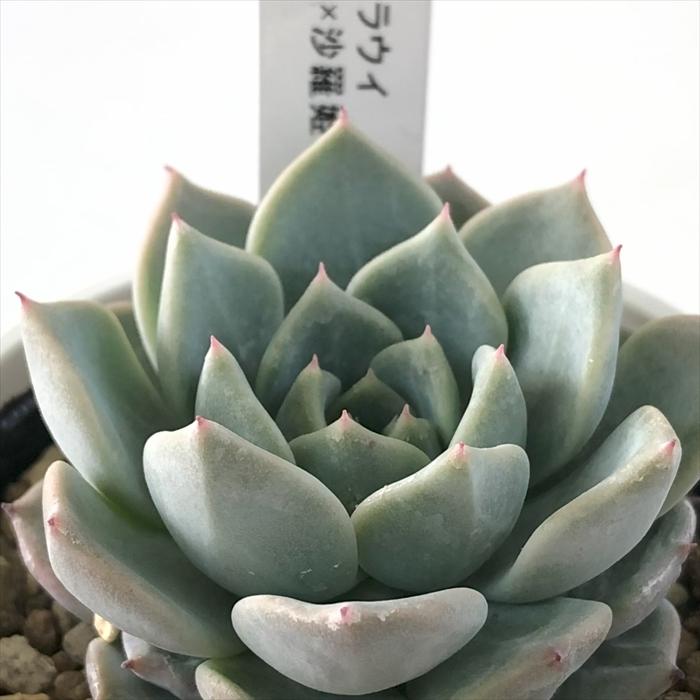 多肉植物 Yukエケベリア ラウイ 沙羅姫牡丹 多肉植物 優木園さんの苗 エケベリア 6cmポット Z Yuk 001 010 フラワーネット日本花キ流通 通販 Yahoo ショッピング