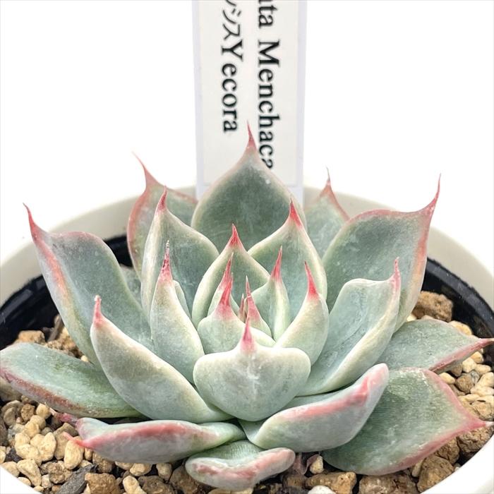 多肉植物 Yukエケベリア Cuspidata Menchaca チワワエンシス Yecora 多肉植物 優木園さんの苗 エケベリア 6cmポット Z Yuk 001 012 フラワーネット日本花キ流通 通販 Yahoo ショッピング