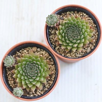 ゆとと様センペル 楽天市場】センペルビブム 'ユートピア' : おぎはら植物園