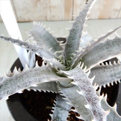 日本花キ流通 多肉植物 caデッキア 現品販売 デッキア交配種 実生 1102