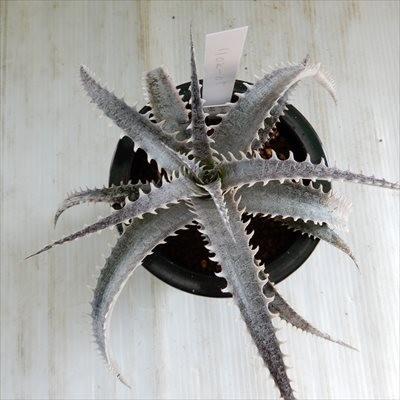 日本花キ流通 多肉植物 caデッキア 現品販売 デッキア交配種 実生 1102