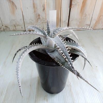 日本花キ流通 多肉植物 caデッキア 現品販売 デッキア交配種 実生 1102