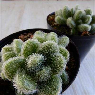 日本花キ流通 多肉植物 sdセダム カシミアヒントニー モシニアナム