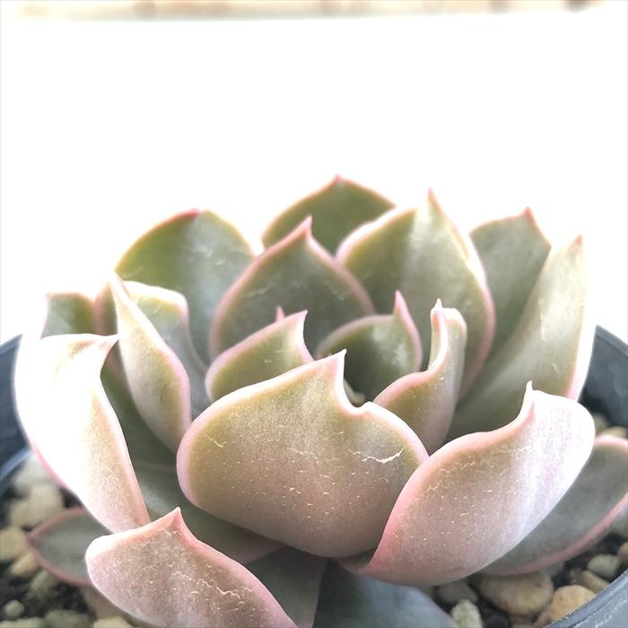 日本花キ流通 多肉植物 skエケベリア セイレーン エケベリア 7.5cm