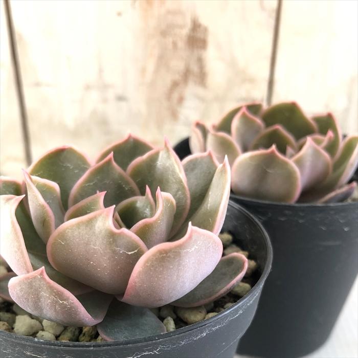 専用出品 エケベリア コレクション 専用出品 エケベリア コレクション 日本花キ流通 多肉植物 sk