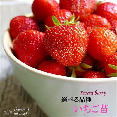 日本花キ流通 予約販売 選べるイチゴ 苗 9cmポット いちご 苺 日本花キ流通 予約販売 選べるイチゴ 苗 9cmポット いちご 苺