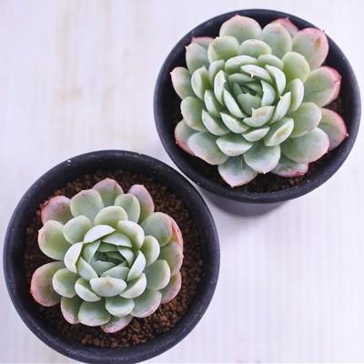 多肉植物 Swエケベリア 青影 ツインベリー 月影 多肉植物 エケベリア 2 5号鉢 Z Sw 001 112 フラワーネット日本花キ流通 通販 Yahoo ショッピング