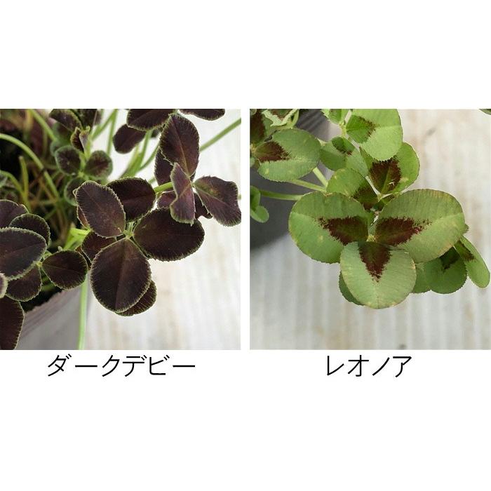 選べるプリンセス クローバー 7 5cmポット 幸運を運んでくれるクローバー Z 101 001 フラワーネット日本花キ流通 通販 Yahoo ショッピング