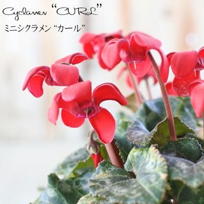 ミニシクラメン カール 9cmポット 斑入りシクラメン ガーデンシクラメン Z 601 002 フラワーネット日本花キ流通 通販 Yahoo ショッピング