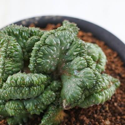 多肉植物 Osユーフォルビア ポリゴナ綴化 おもしろ多肉植物 Z Os 001 004 フラワーネット日本花キ流通 通販 Yahoo ショッピング