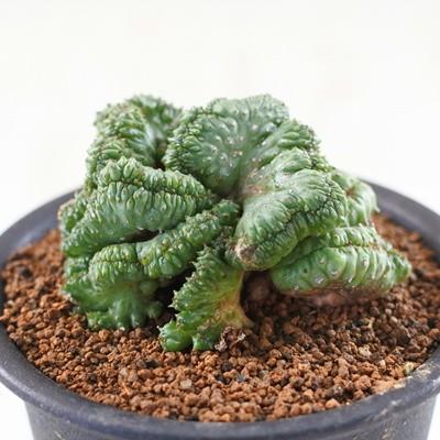日本花キ流通 多肉植物 osユーフォルビア ポリゴナ綴化 おもしろ 日本花キ流通 多肉植物 osユーフォルビア ポリゴナ綴化 おもしろ