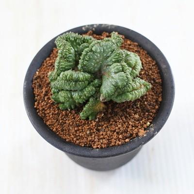 日本花キ流通 多肉植物 osユーフォルビア ポリゴナ綴化 おもしろ多肉