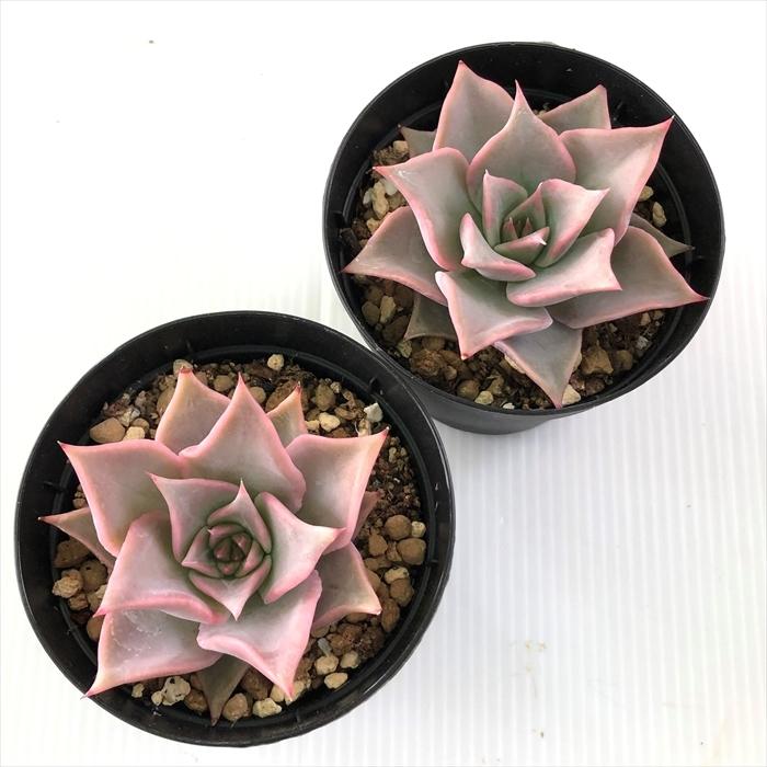 マディバ 多肉植物 20cm 古株 群生 抜き苗 エケベリア 大きい 超レア