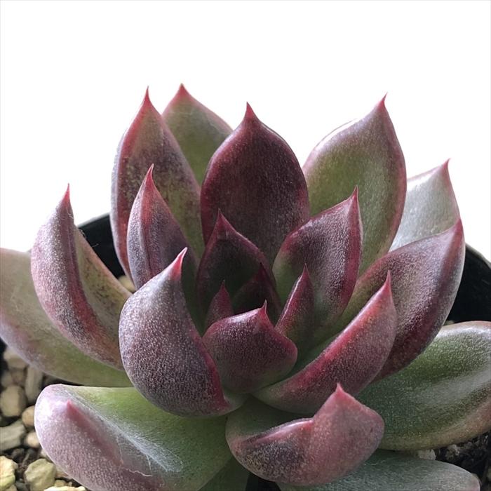 多肉植物 Swkエケベリア ブラッドマリア 多肉植物 エケベリア 7 5cmポット Z Swk 001 010 フラワーネット日本花キ流通 通販 Yahoo ショッピング
