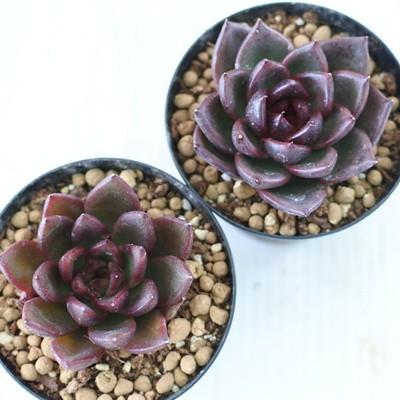 多肉植物 Swkエケベリア ブラッドマリア 多肉植物 エケベリア 7 5cmポット Z Swk 001 010 フラワーネット日本花キ流通 通販 Yahoo ショッピング